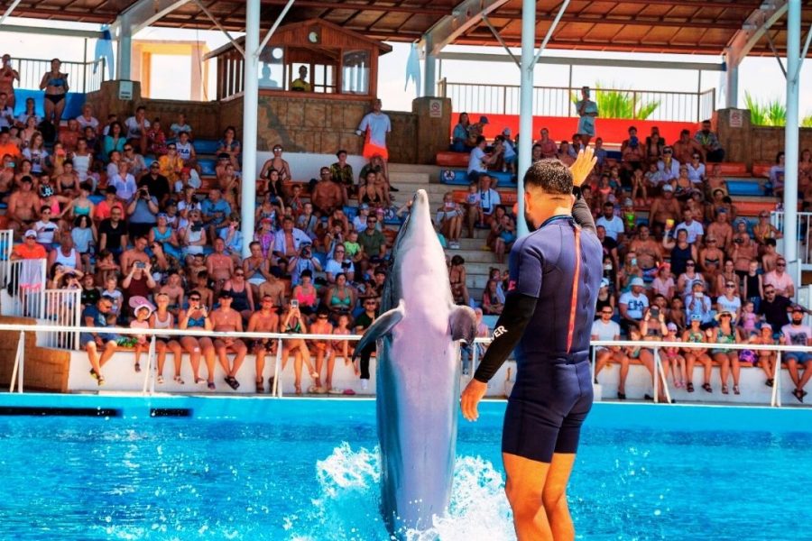 Alanya Dolphin Show